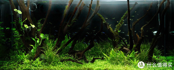 这是一个完全以绿色水草为主的造景缸, 造景的手法表现出热带雨林在