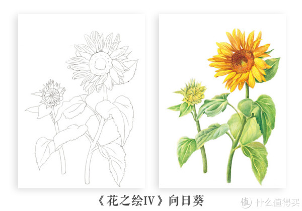 彩铅自学教程 篇二:实例示范篇