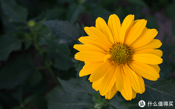 canon 佳能 ef 50mm f1.8 stm 小痰盂定焦镜头