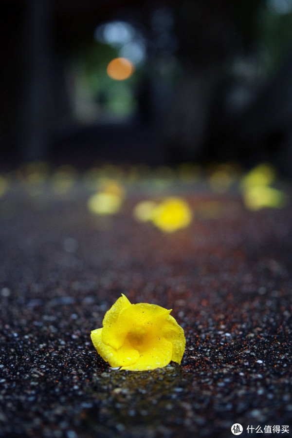 雨中落花,2009,k100d