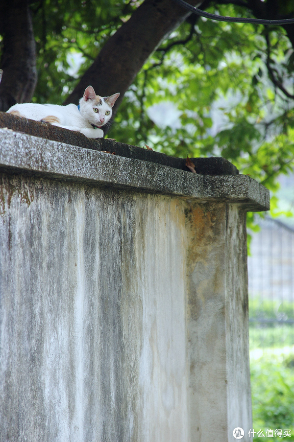 墙上的猫,2007,k100d