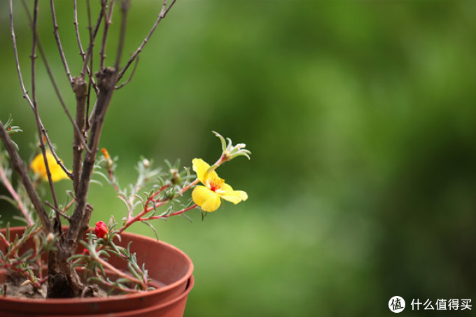佳能 新百微镜头 购买原因: