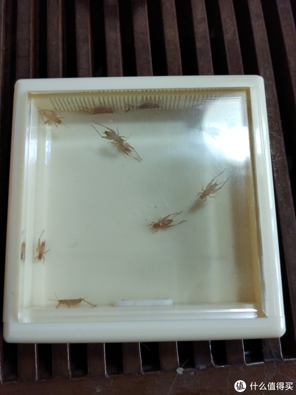 秋虫呢喃,岁月无声,又到了一年一季的黄蛉季
