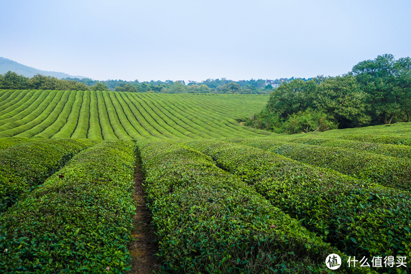 茶叶鉴别技巧篇