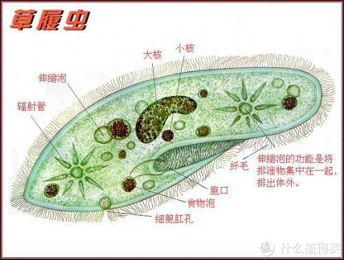 草履虫(前两张是电子目镜下拍摄的,后一张是我的小6p贴着目镜拍摄的)