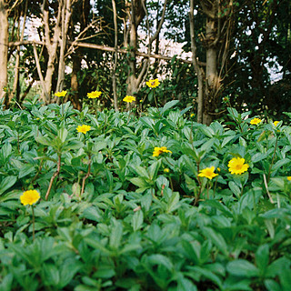 胶片含毒 轻度中毒：出片后的惊喜感——邂逅 MINOLTA 美能达 X300 相机