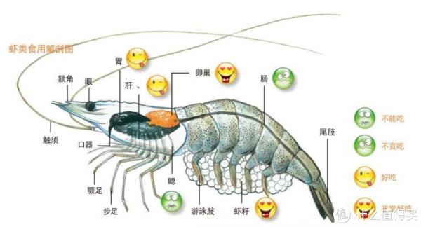 这是加拿大龙虾,钳子很大 很多人疑惑 虾头里的肉和内脏到底能不