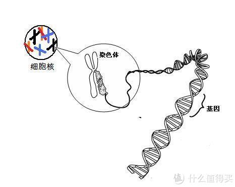 尝个分子生物学的鲜——wegene微基因检测众测报告