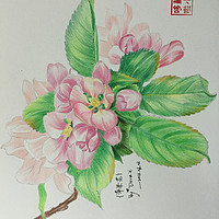 Just To Draw 篇一：由秘密花园引发的彩铅画——我的彩铅画记录