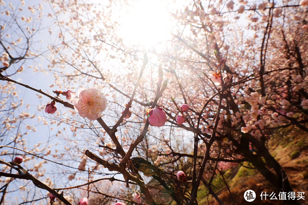 莫负好春光#待到山花烂漫时,她在丛中笑——青岛李沧十梅庵游记