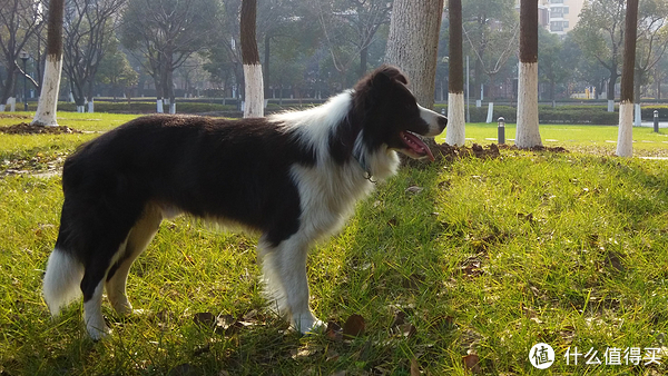 如何做一个称职的铲屎官系列 篇一:边境牧羊犬养成日记之 幼犬篇1