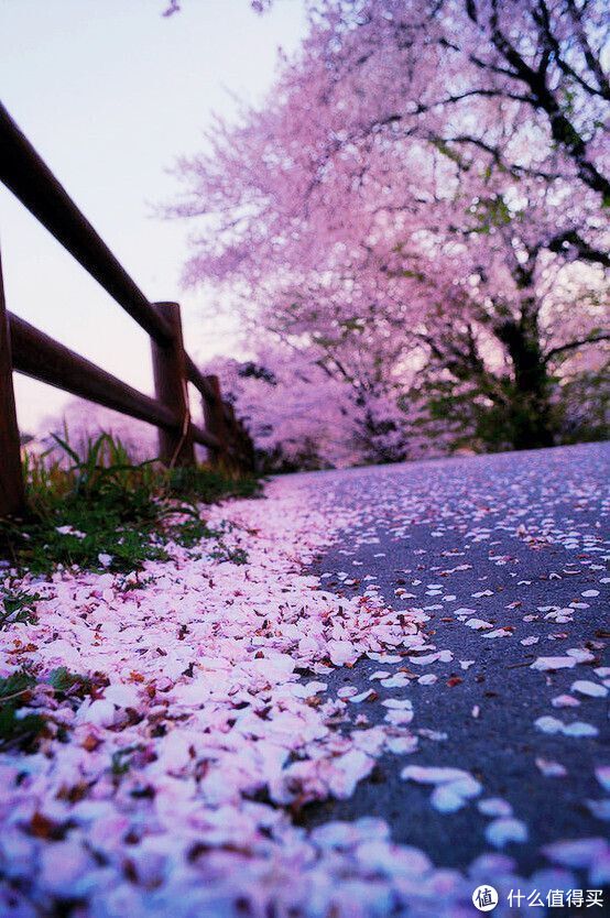 春天了,去软绵绵的樱花里撒个欢儿吧