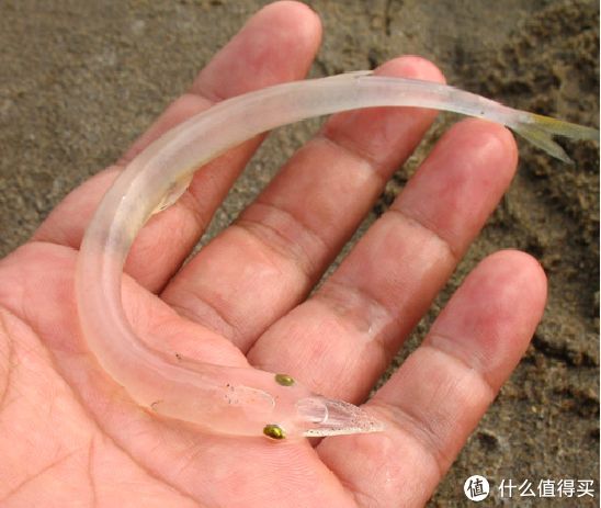 长吻鮠(学名:leiocassis longirostris)为辐鳍鱼纲鲶形目鲿科鮠属的