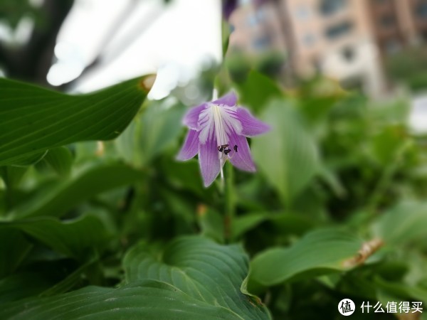 调整光圈到最大（F0.95）