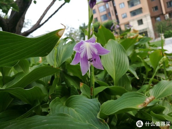可调最小光圈（F16）