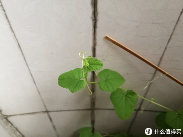荣耀8