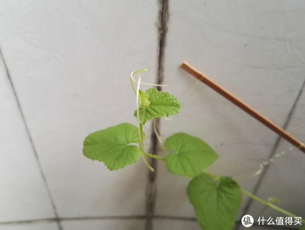 荣耀7