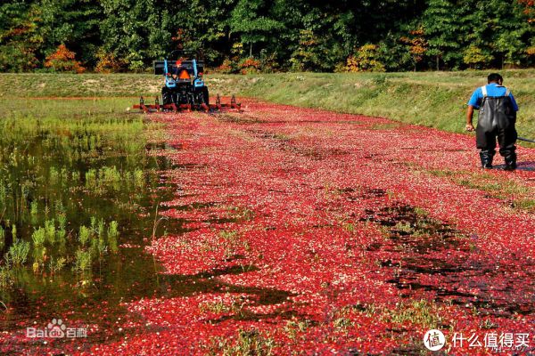 颜值就是正义--蔓越莓的色彩甜品之旅。_值友评测_什么值得买