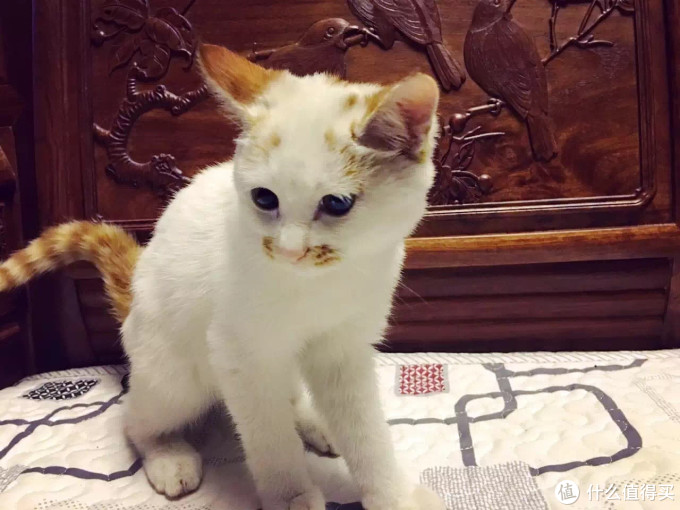 猫咪耳螨怎么治 | 喵星人耳螨的家庭治疗方法_