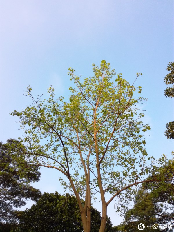 样张1
