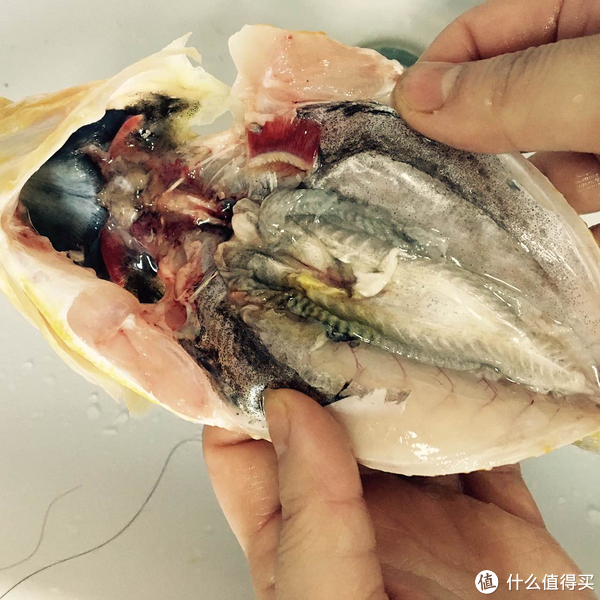 黄花鱼要清理干净鳃,内脏及黑色的腹膜,买回的黄鱼基本只剩下除膜和