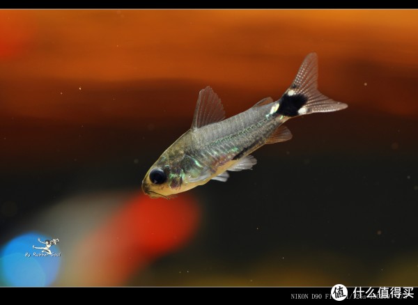 我的鱼缸新宠 篇二:南美水族中的精灵-月光鼠-观赏鱼