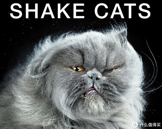 猫咪耳螨怎么治 | 喵星人耳螨的家庭治疗方法_