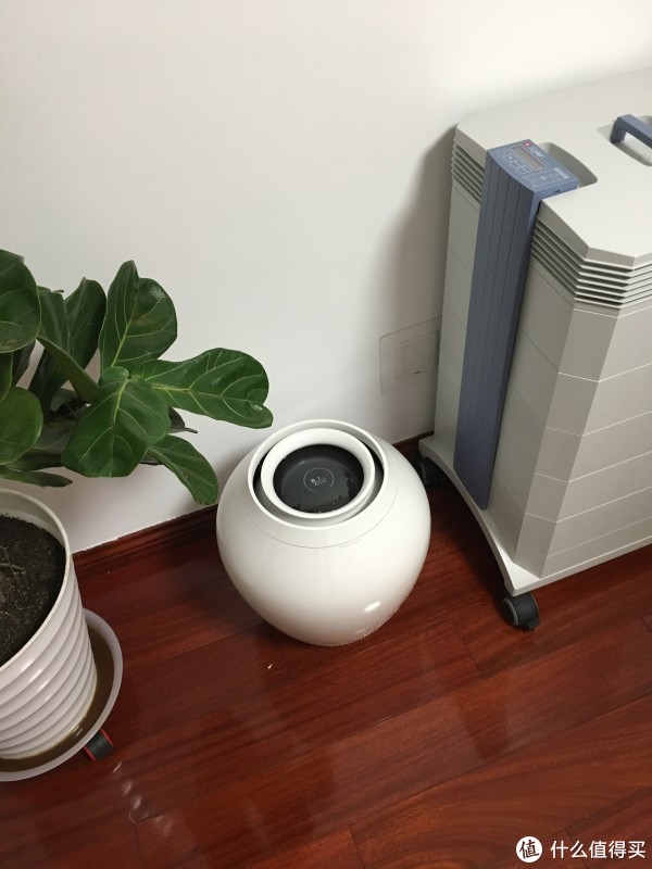 和我们家的绿色植物及空气净化器合照——净化三宝~