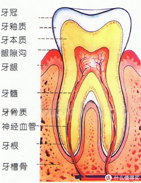 本人之前对牙齿健康也不是很注重,直到某天上边右侧第四颗牙突然之间