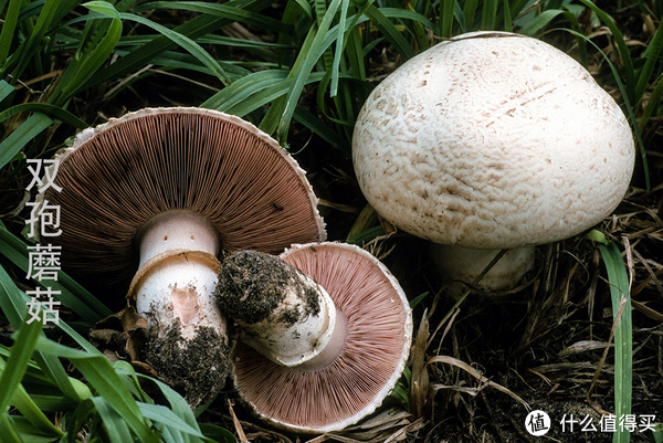 相比口蘑,双孢蘑菇有菌环,而且菌褶是黑褐色的.图片:mykoweb