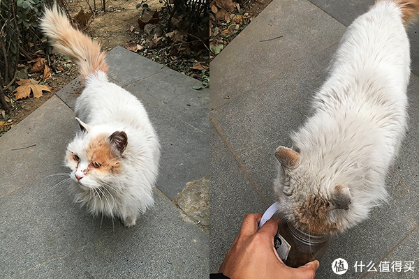 为何偏偏遇见你,从我的世界路过的流浪猫 篇一:救助的