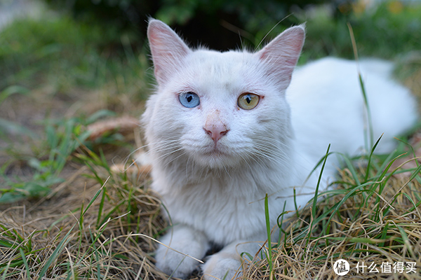 19 小区门口的猫咪,漂亮的鸳鸯眼.@14年7月