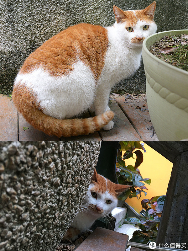 为何偏偏遇见你,从我的世界路过的流浪猫 篇一:救助的