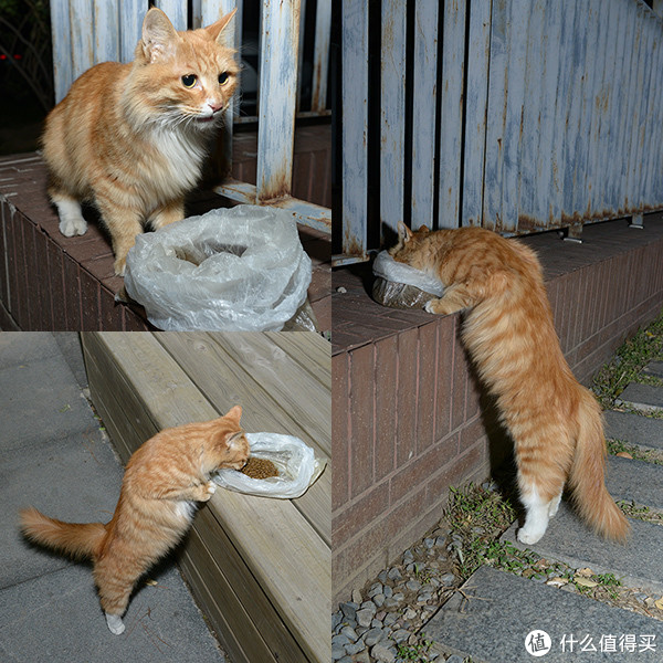 为何偏偏遇见你,从我的世界路过的流浪猫 篇一:救助的