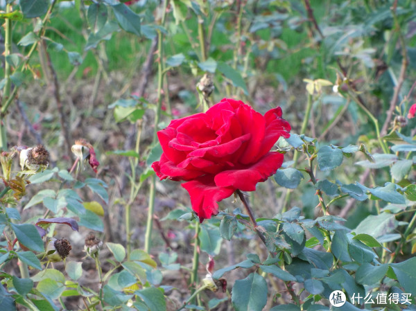 f/6.5&nbsp;&nbsp;1/30&nbsp;&nbsp;45mm&nbsp;&nbsp;ISO125