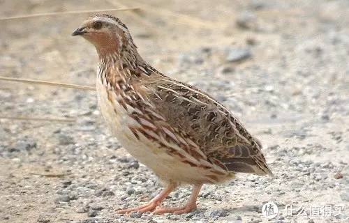 日本鹌鹑公鸟.图片:birds-extremadura.blogspot. co.nz