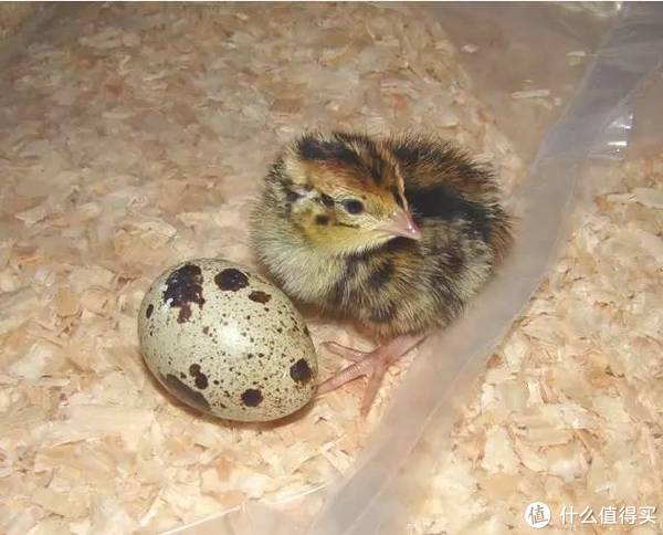 小鹌鹑和鹌鹑蛋.图片:quailfarm.co.uk