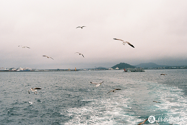 济州岛到牛岛的海鸥