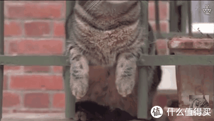 喵星人拯救世界:盘点那些治愈系的猫片