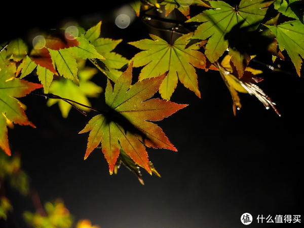 晚上下大雨,顺便看了夜枫