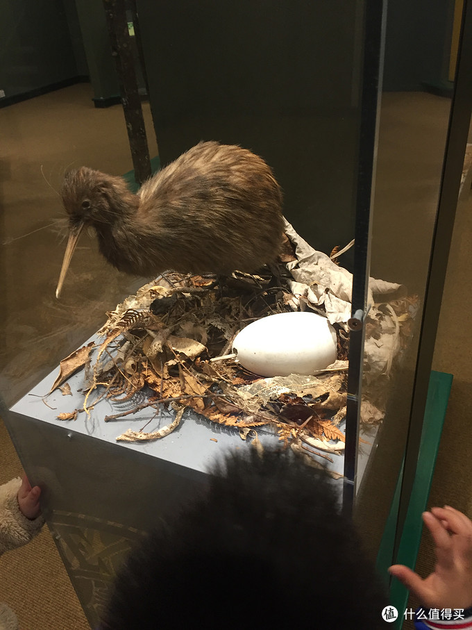 动物园里的几维鸟的标本.比较特别的一种远古鸟类.