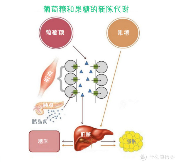 #春光乍瘦#健身入门到进阶,如何选择减脂和增肌?