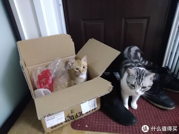 科学养好喵 篇八:猫以食为天——科学选购猫粮指南