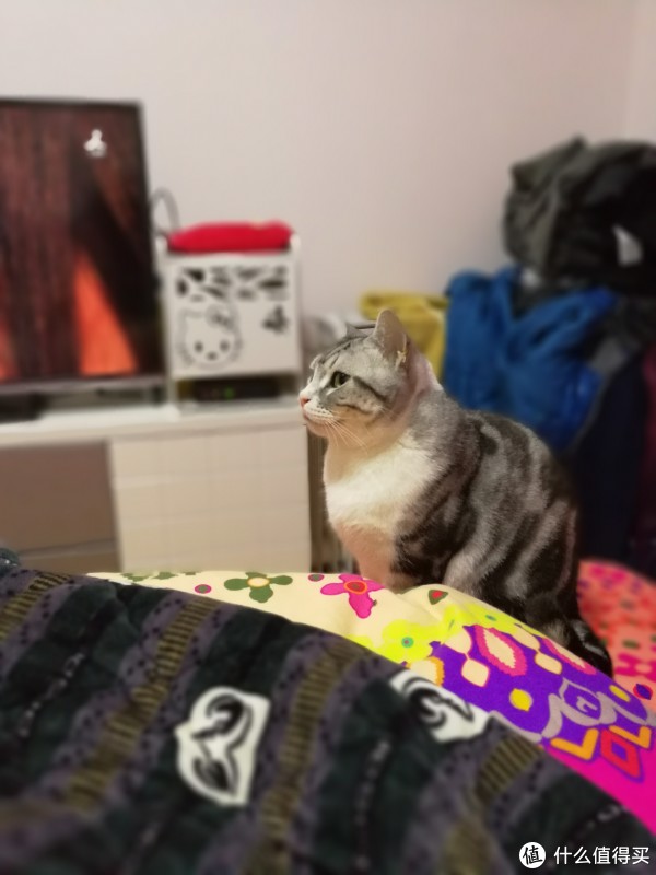 科学养好喵 篇八:猫以食为天——科学选购猫粮指南