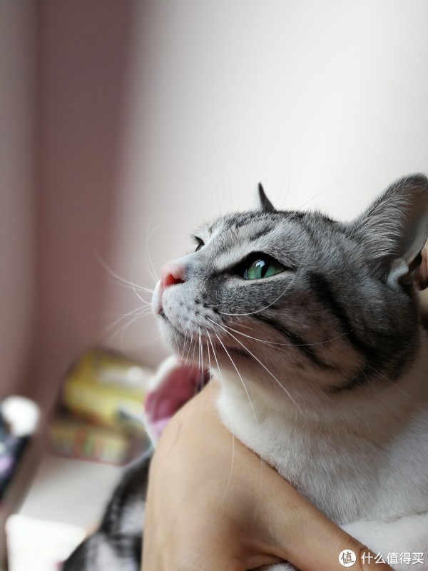 科学养好喵 篇八:猫以食为天——科学选购猫粮指南