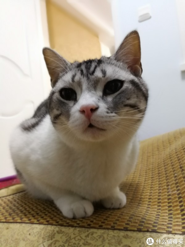 科学养好喵 篇八:猫以食为天——科学选购猫粮指南