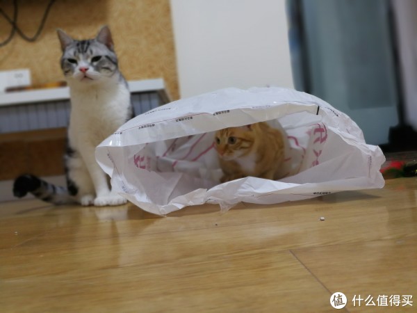 科学养好喵 篇八:猫以食为天——科学选购猫粮指南