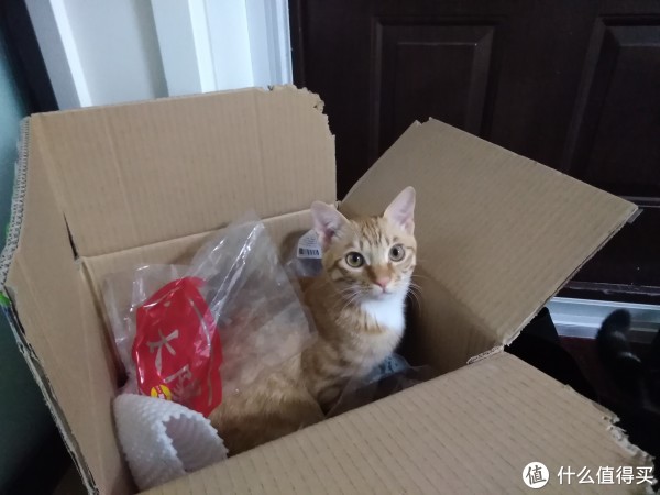 科学养好喵 篇八:猫以食为天——科学选购猫粮指南