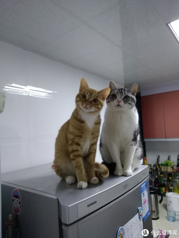 科学养好喵 篇八:猫以食为天——科学选购猫粮指南