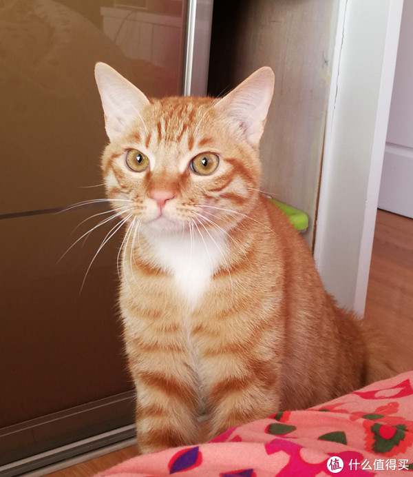 科学养好喵 篇八:猫以食为天——科学选购猫粮指南
